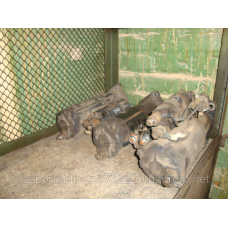 Стартер Renault magnum EURO-3, ДХІ- Е5 5010508381